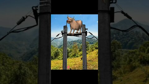 uma vaca em cima de um poste