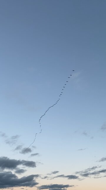 Welcome Back My Feathered Friends