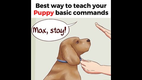 How to Train Your Puppy