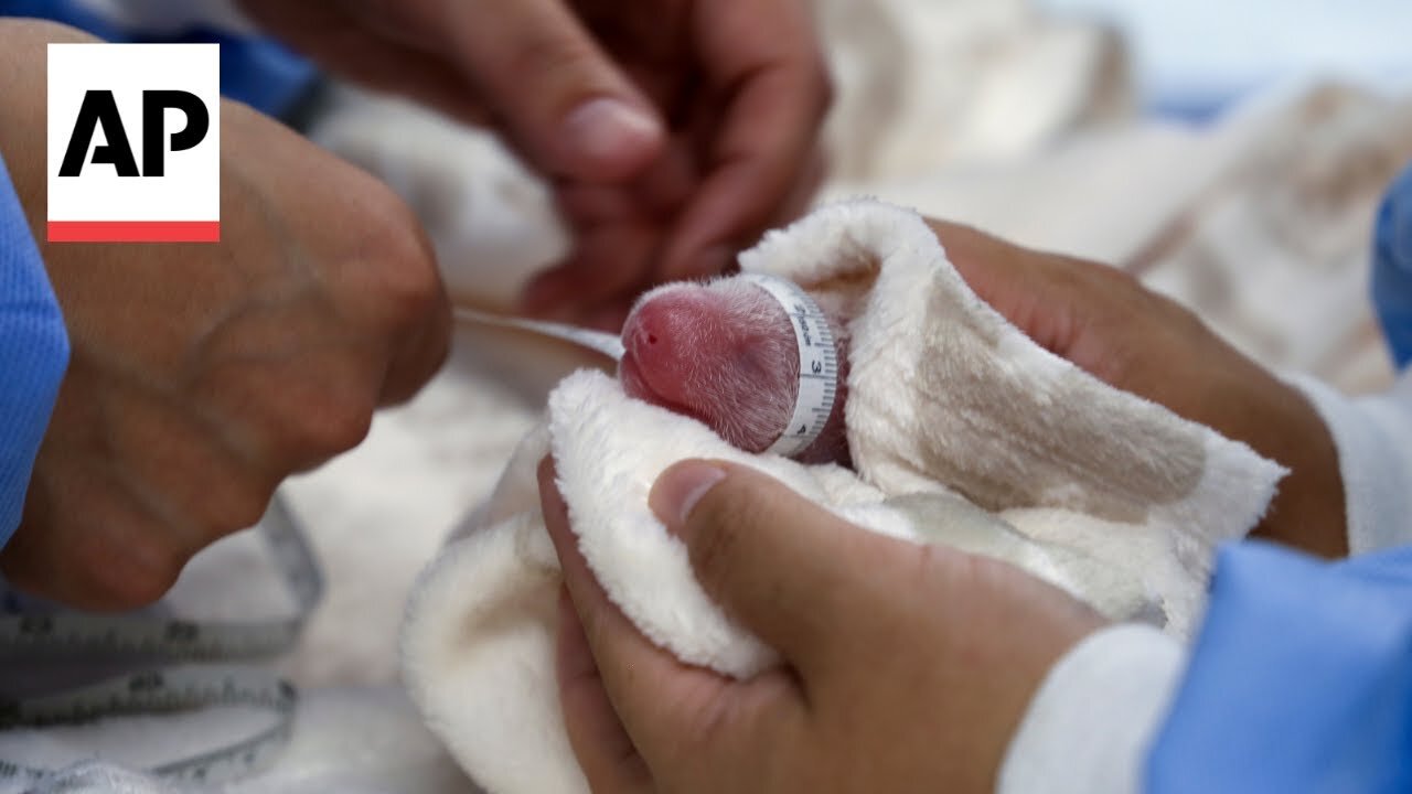 Germany's newest panda twins thrive during first 5 days in Berlin Zoo