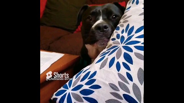 Dog throws tantrum #dog #doglover #short #shorts #staffordshirebullterrier