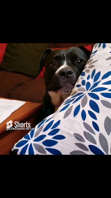 Dog throws tantrum #dog #doglover #short #shorts #staffordshirebullterrier