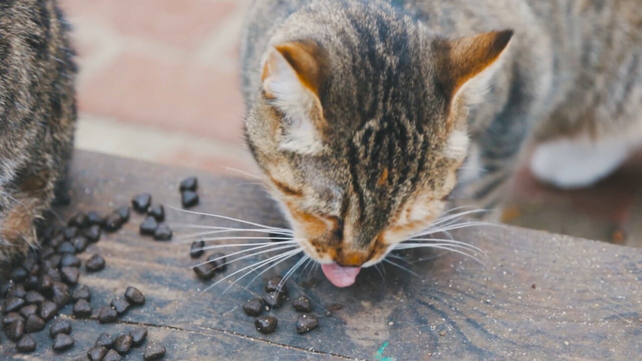 Tabby Cat Eating Cat Food