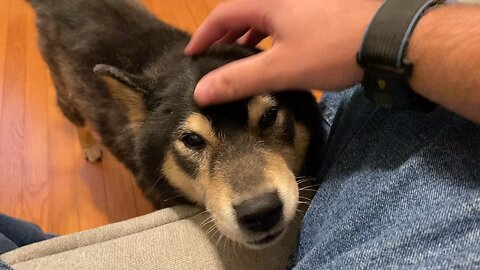 Petting my 15 (now 16) year old puppy 🐶