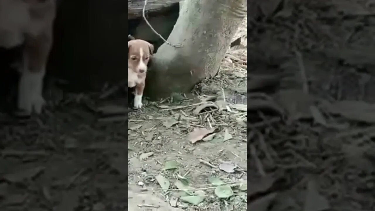 a rare blue eye puppy #shorts #puppy #dog #youtubeshorts #trending #shortvideo #animals #reels