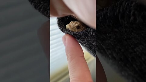 There’s a Snake up my Sleeve! (A Western Hognose Short) #shorts #hognosesnake #cutepets