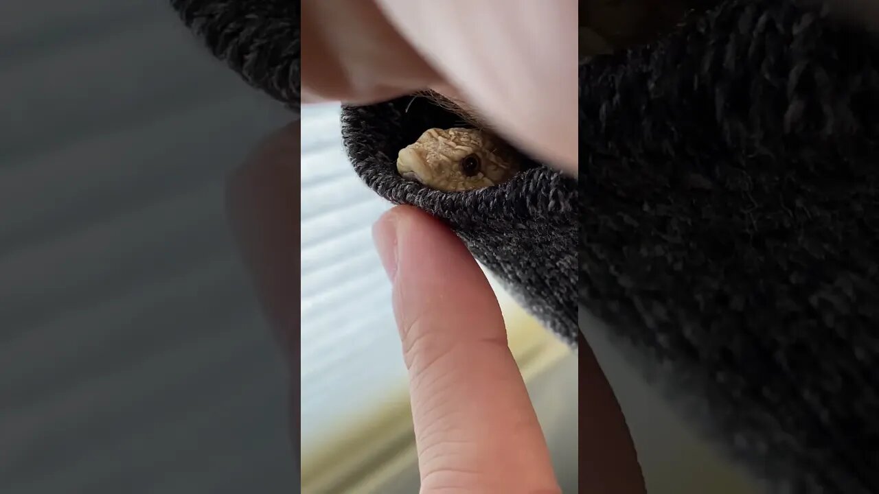 There’s a Snake up my Sleeve! (A Western Hognose Short) #shorts #hognosesnake #cutepets