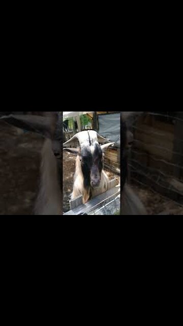 watch this goat headbanging to some metal music