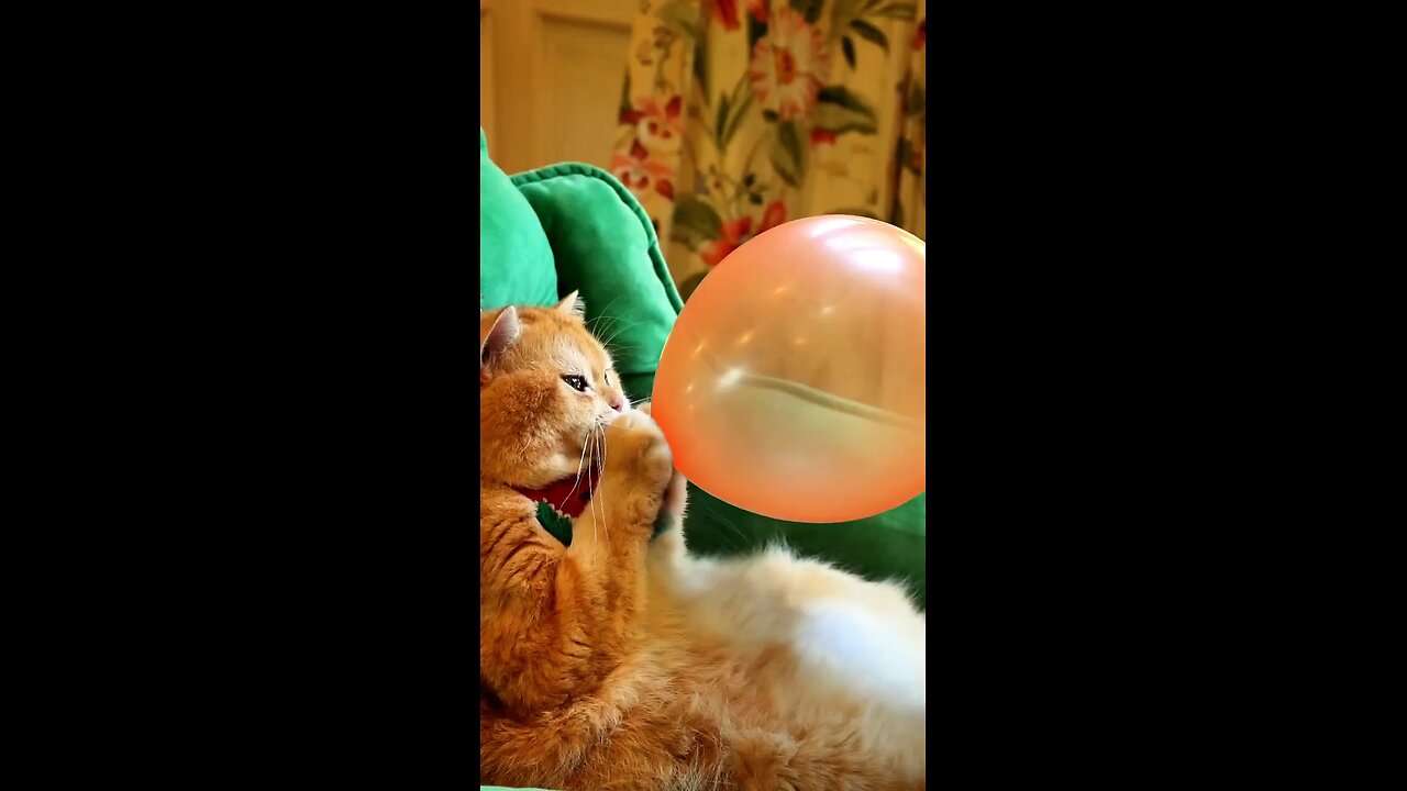 funny video cat #tranding