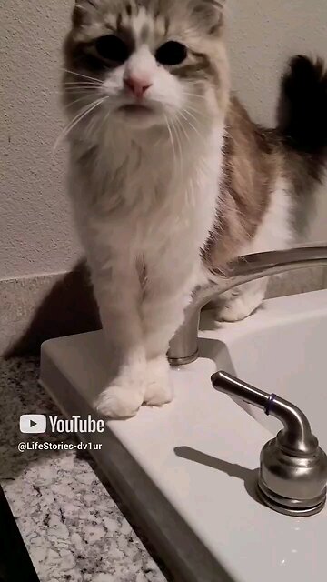 Cat politely asks for water from d faucet #cats #catlovers #shortsvideo #shorts