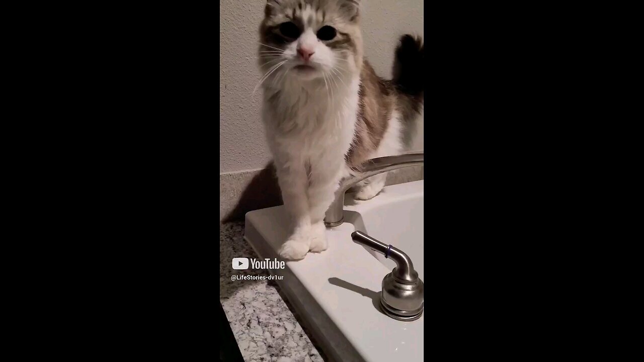 Cat politely asks for water from d faucet #cats #catlovers #shortsvideo #shorts