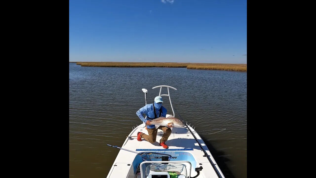 HUGE 40 inch Bull Redfish on a Fly Rod! #shorts