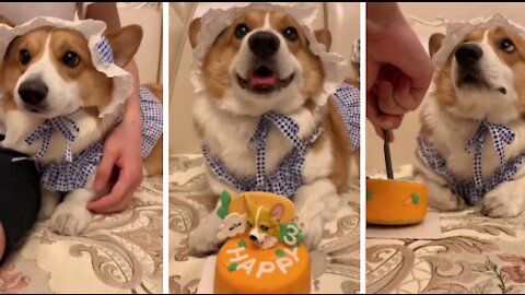 Surprise dog birthday 🐶