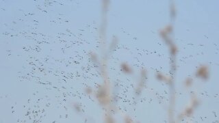 Sandhill Cranes April 2020