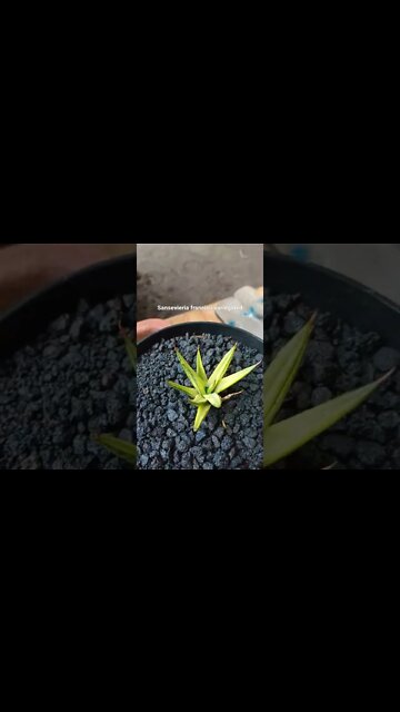 sansevieria #shorts #shortsvideo #sansevieria