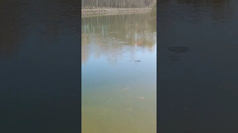fish hatchlings