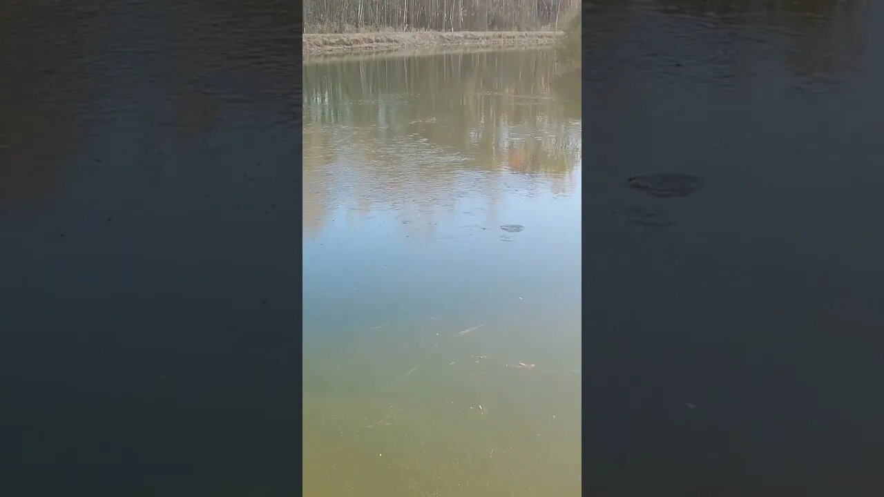 fish hatchlings