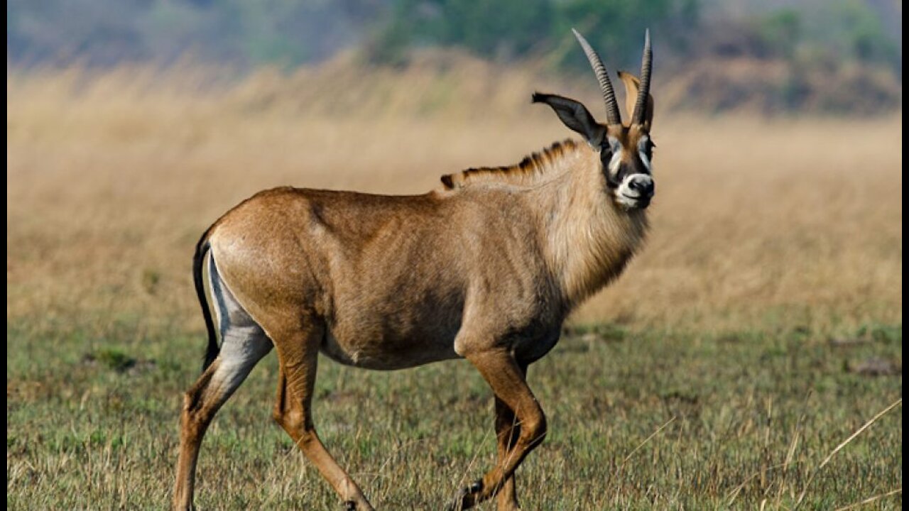 wild antelope