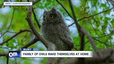 Family of owls make themselves at home in a Burt backyard