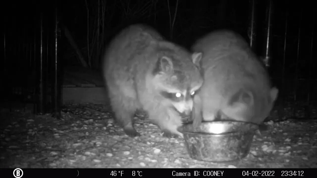 Benny the Raccoon Refuses to Share Food with Best Friend