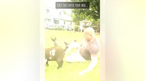 Animals Walds Videos