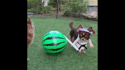 Funny Dog Puppies 😂 These Funny 🐱 Dog Videos #shortsvideo #viral #shorts2