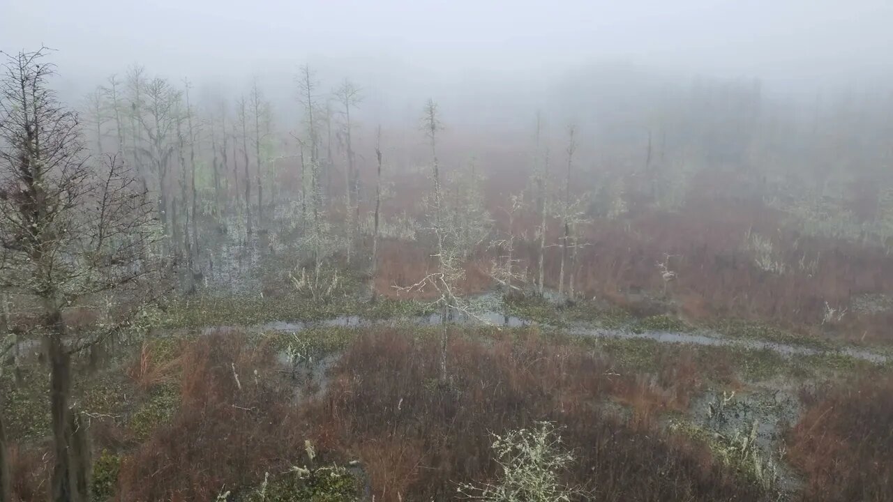 Swamp and Fog from the Tower (Facing North) #asmr