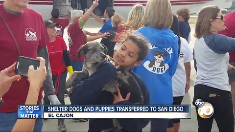 Shelter dogs and puppies transferred to San Diego