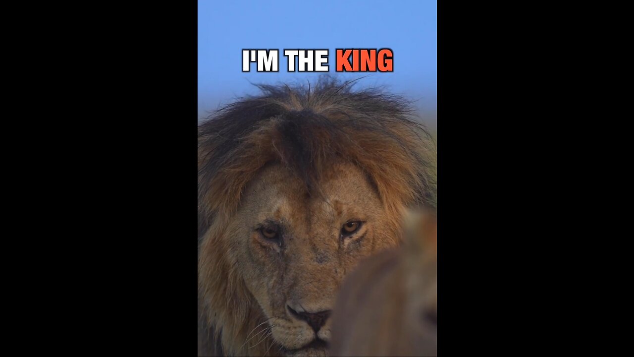 The King 👑 Lion