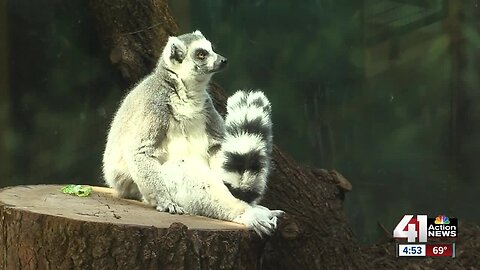 Local art gallery goes wild to raise money for KC Zoo