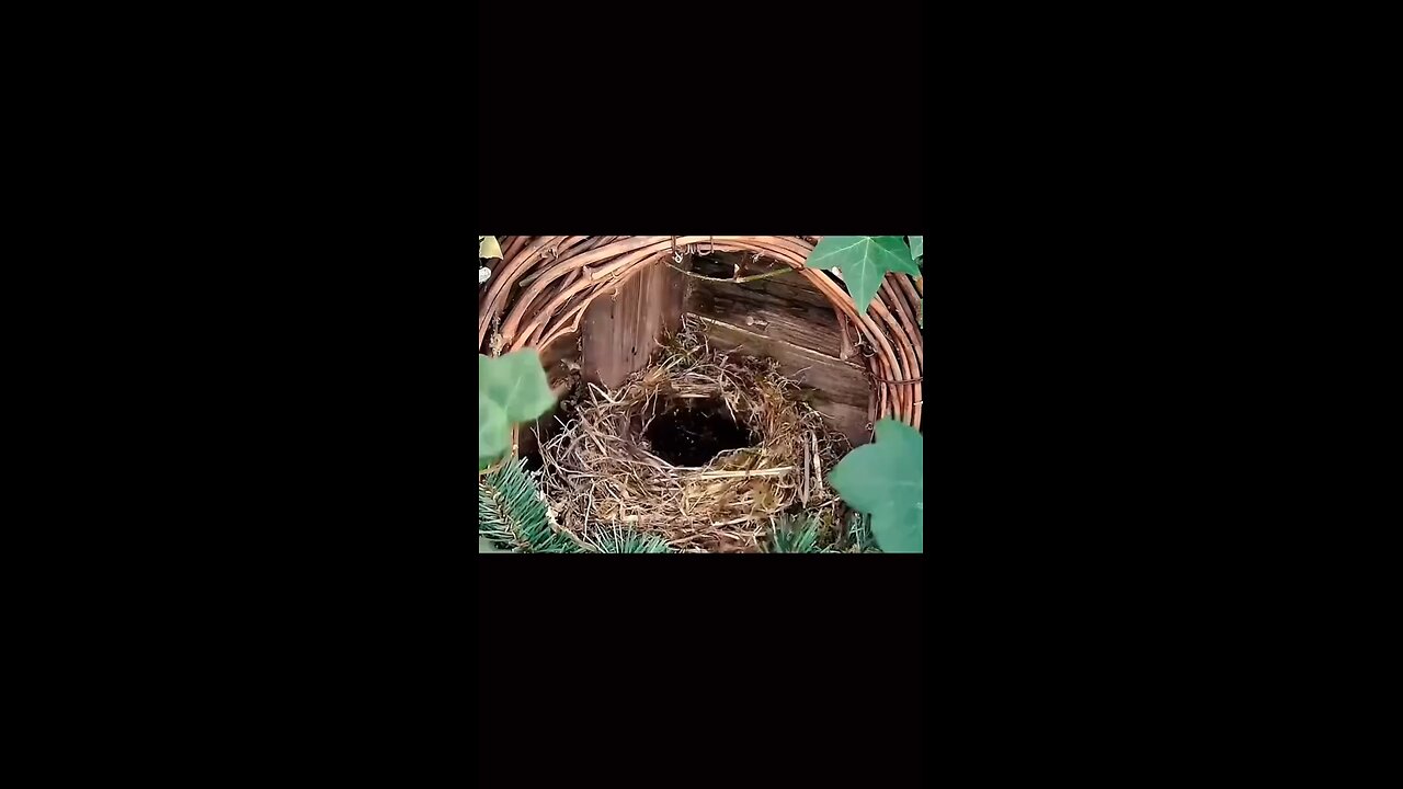 the nesting process of a bird #birdsof #parrotlife #birdrescue # #trending #birdslove