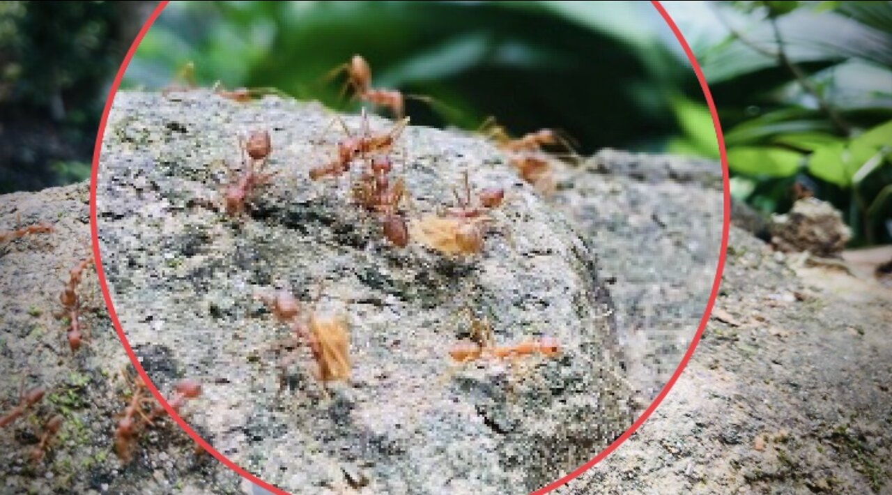 #Animals #Ants #sri_lanka