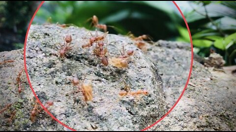 #Animals #Ants #sri_lanka