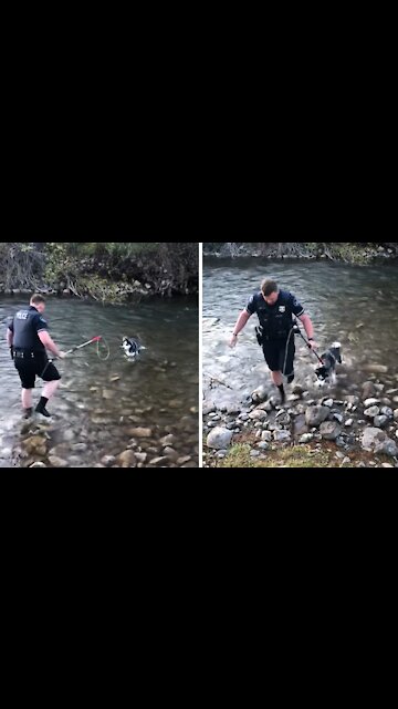 Officer rescues scared dog stranded in a river
