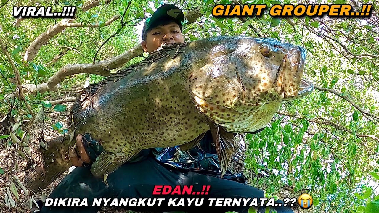 Fishing for white snapper but instead attacked by monster grouper until overwhelmed || Indonesia