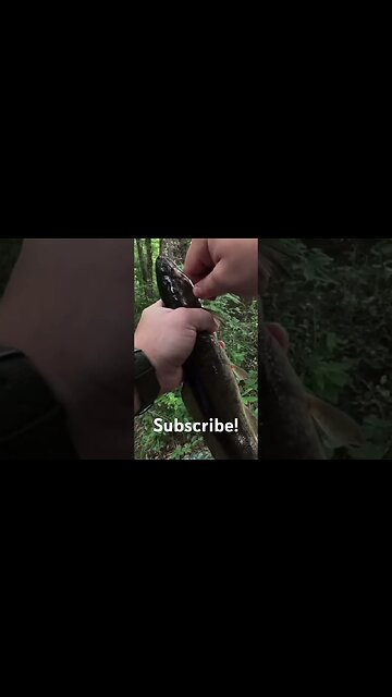 Catching a Bowfin on a Goldfish!