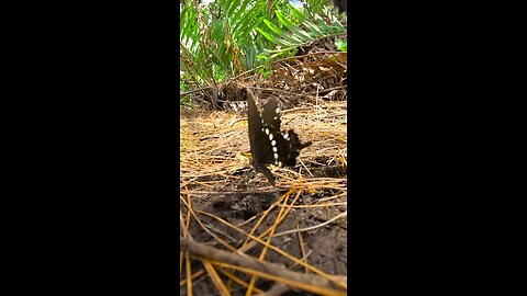 Guam Butterflies