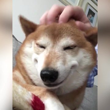 "Adorable Shiba Inu Dog Loves Rubs"