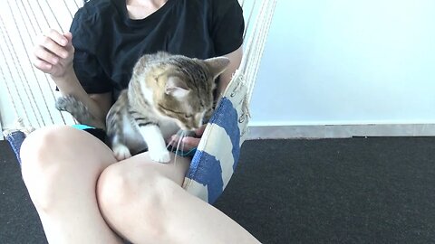 Cute Cat Sits in My Arms