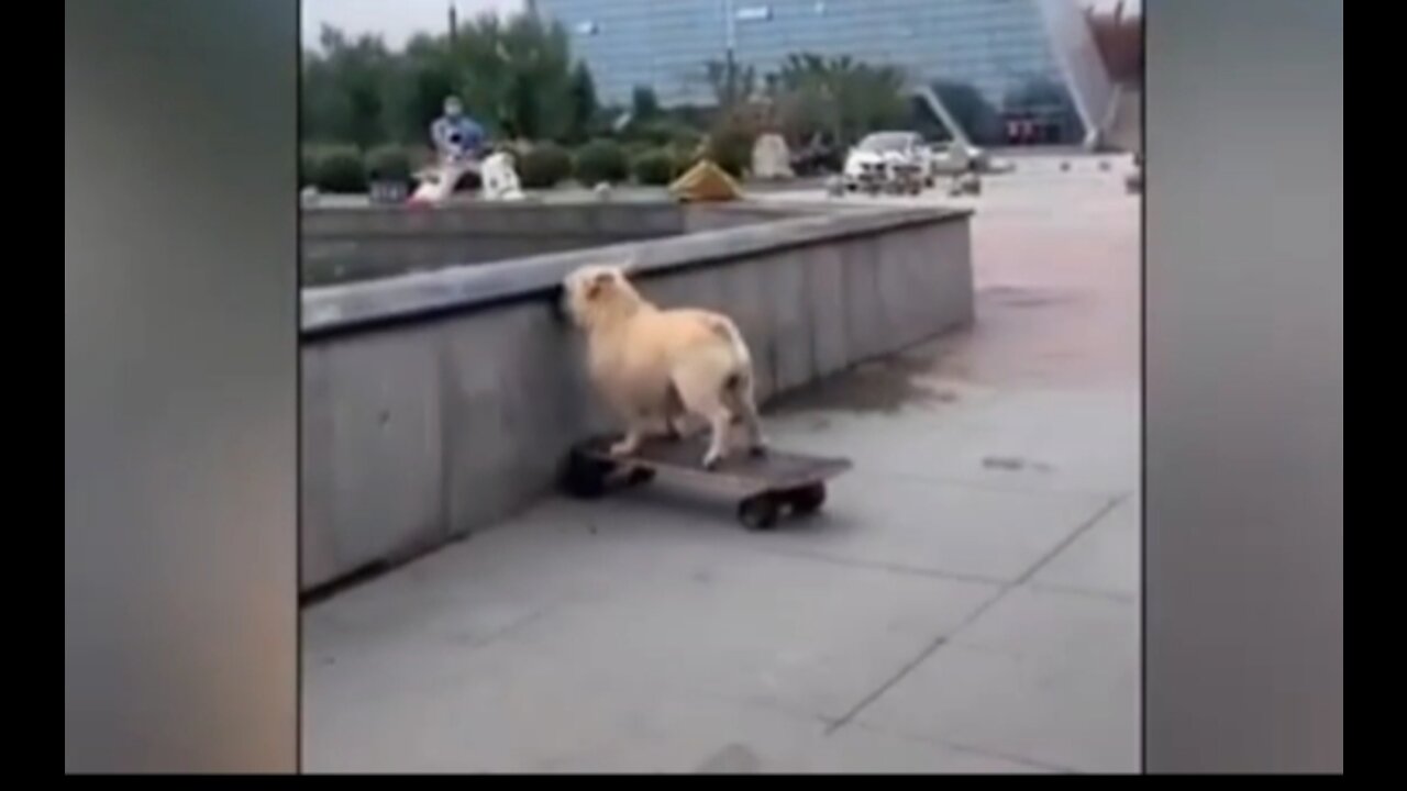 Dogs riding skateboard and got funny Accident 😂😂When husband forgot wife birthday.😂