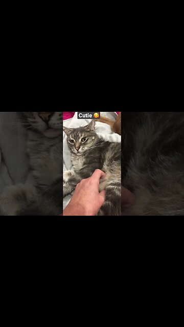 Cute cat enjoys tummy rubs