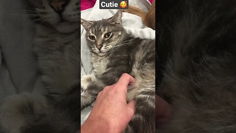 Cute cat enjoys tummy rubs