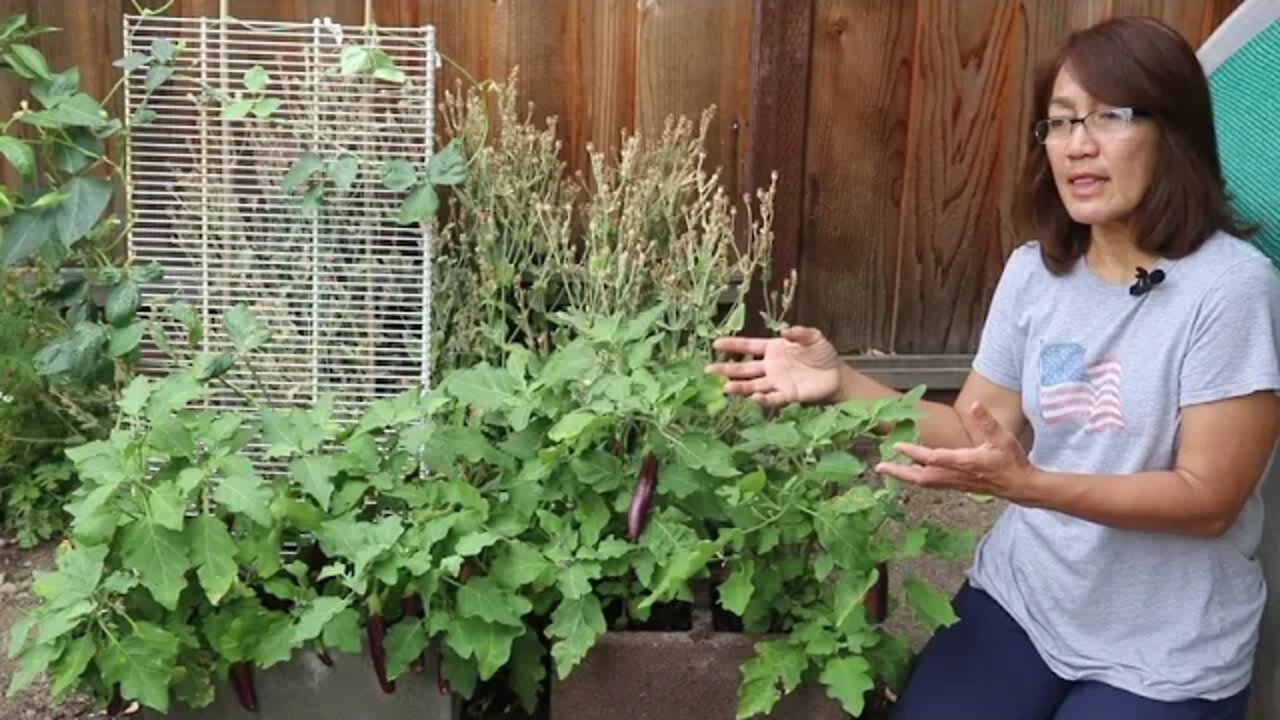 Growing Eggplant in cinder block