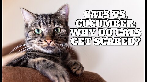 Cats vs. Cucumber: Why Do Cats Get Scared?