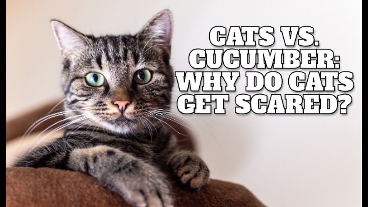 Cats vs. Cucumber: Why Do Cats Get Scared?