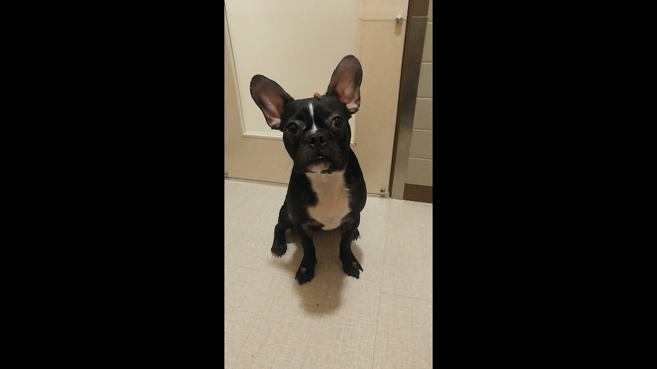 Boston Terrier is learning to wait