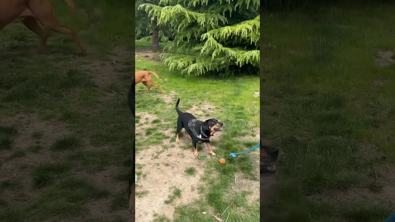 Her ball retrieval skills are a bit sub par - #foxredlab #labrador #bassetmix