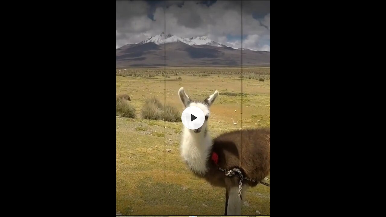 Llama Bolivia's National Animal