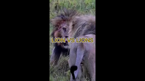 LION VS LIONS