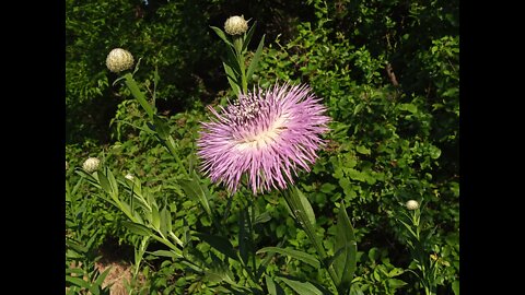 Silybum Marianum